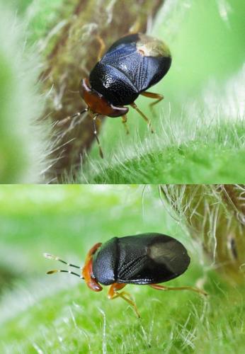 Geocoris erythrocephalus