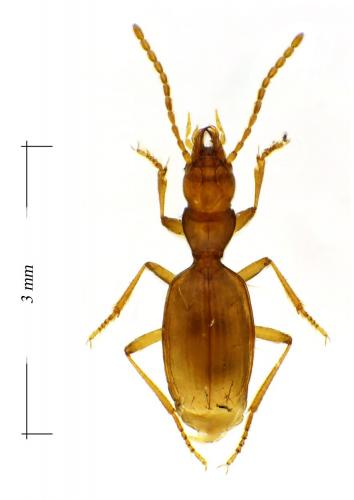 Réf. 101 327 : Geotrechus andreae
