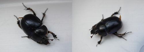 Anoplotrupes stercorosus