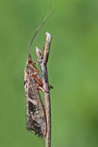 Glyphotaelius pellucidus