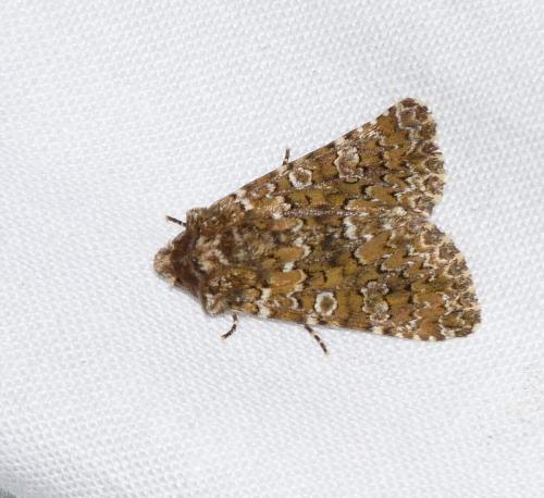 Hadena magnolii