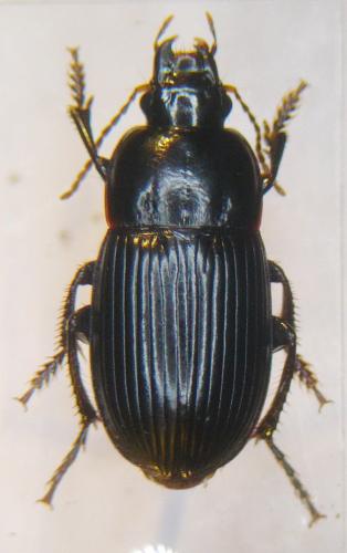 Réf. 101 040 : Harpalus serripes