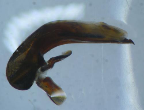 Réf. 101 041 : Harpalus serripes
