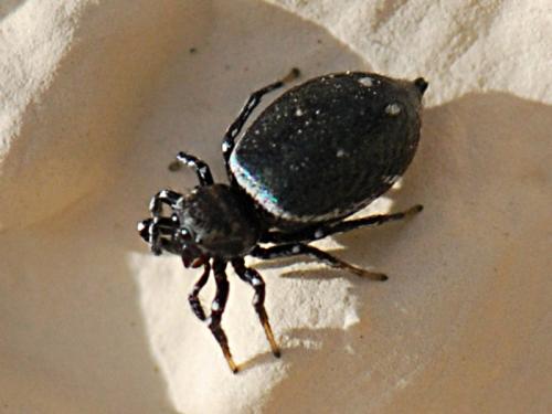 Heliophanus kochii
