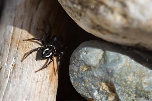 Réf. 101 721 : Heliophanus melinus