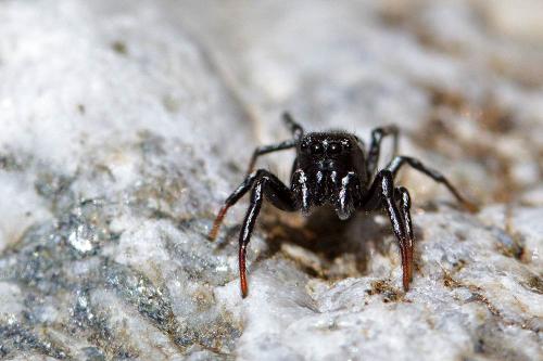 Réf. 101 722 : Heliophanus melinus