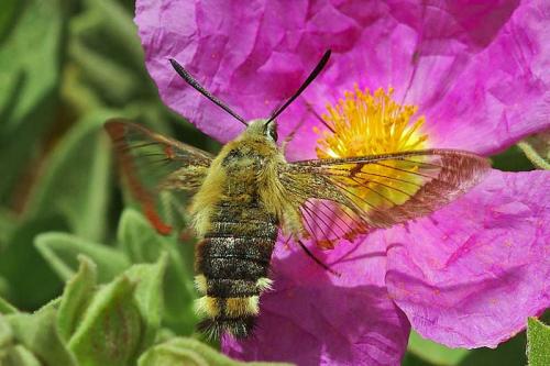 Hemaris fuciformis