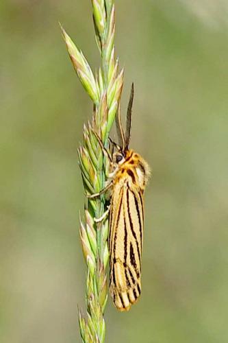 Réf. 101 806 : Coscinia striata