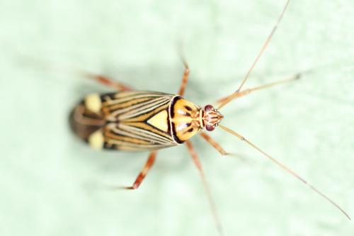 Rhabdomiris striatellus