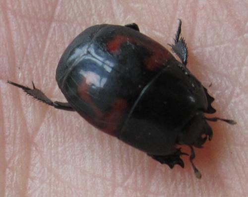 Hister quadrimaculatus