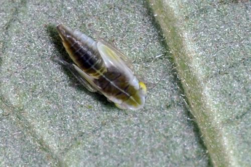 Lindbergina aurovittata