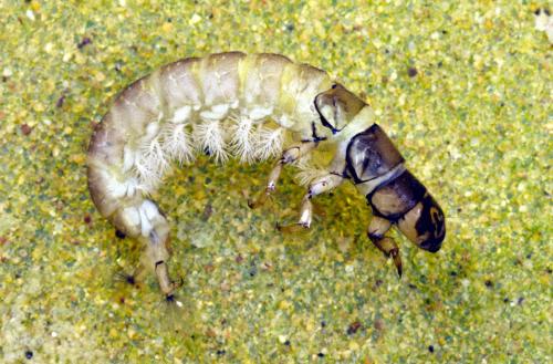 Réf. 101 285 : Hydropsyche sp.