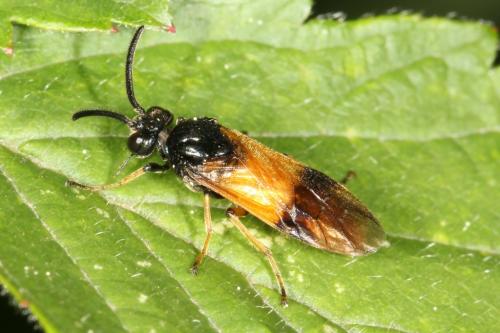 Arge cyanocrocea