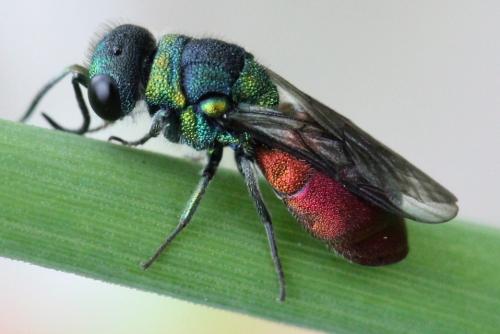 Réf. 101 143 : Pseudochrysis neglecta