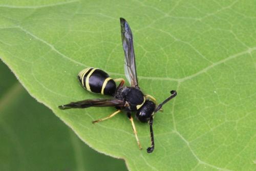 Réf. 101 552 : Odynerus sp.