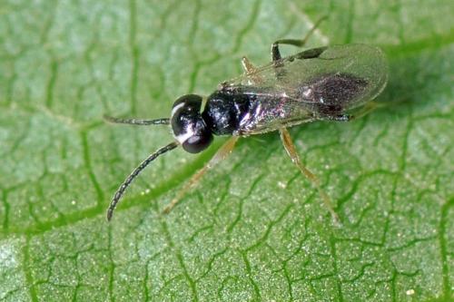 Réf. 101 313 : Aphelopus sp.