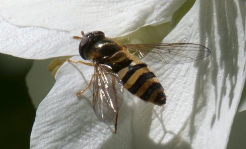 Réf. 101 704 : Epistrophe sp.