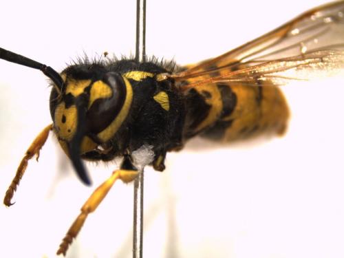 Vespula germanica