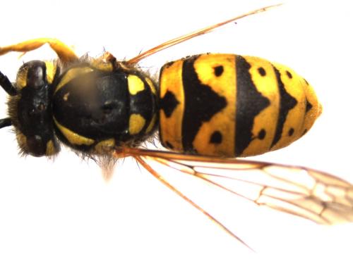 Vespula germanica