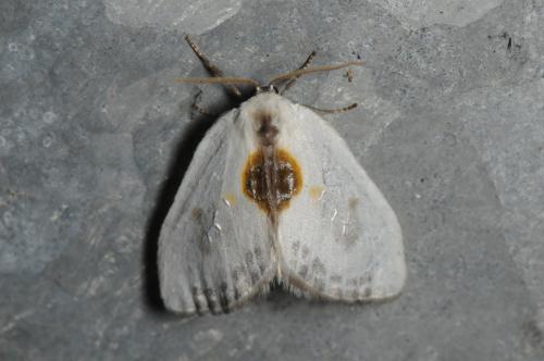 Réf. 101 212 : Cilix hispanica