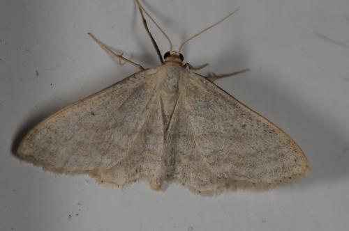 Réf. 101 747 : Idaea subsericeata