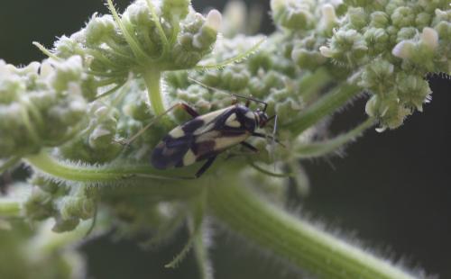 Grypocoris sexguttatus