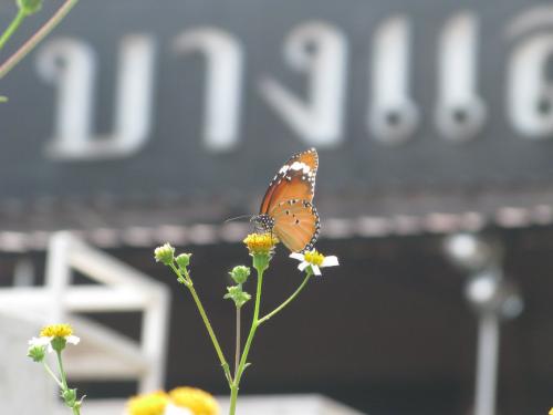 Danaus chrysippus