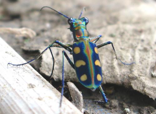 Cicindela aurulenta