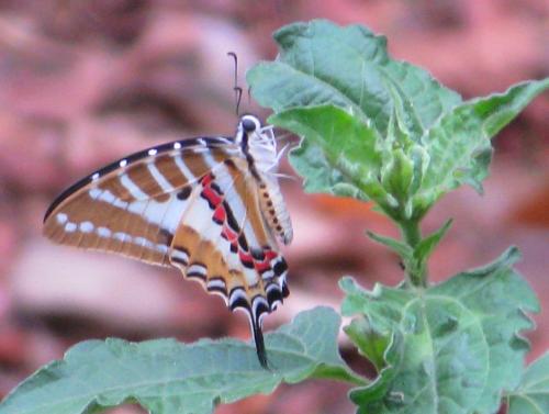 Réf. 101 113 : Graphium sp.