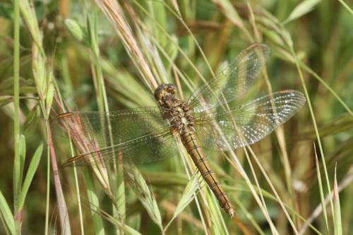 Orthetrum coerulescens