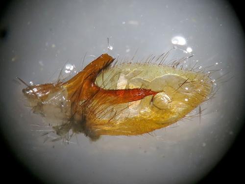 Sphinx maurorum