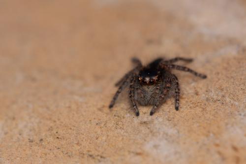 Philaeus chrysops