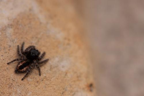Philaeus chrysops