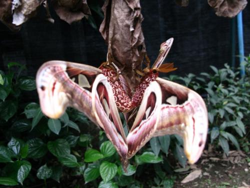 Attacus atlas