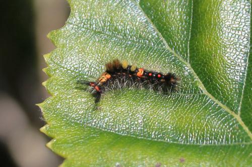 Orgyia antiqua