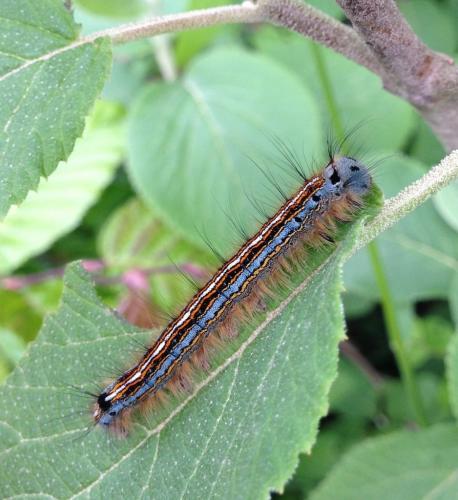 Malacosoma neustria
