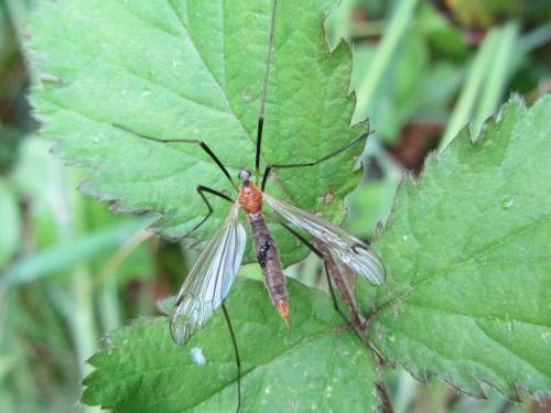 Réf. 101 133 : Euphylidorea dispar