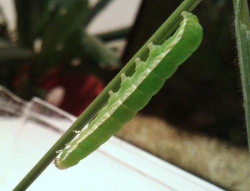 Orthosia gothica