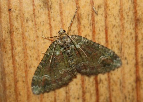 Réf. 101 234 : Catarhoe basochesiata