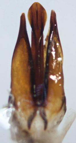 Byrrhus pilula