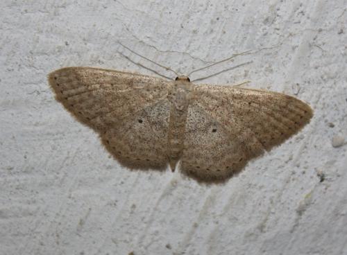 Réf. 101 495 : Scopula minorata