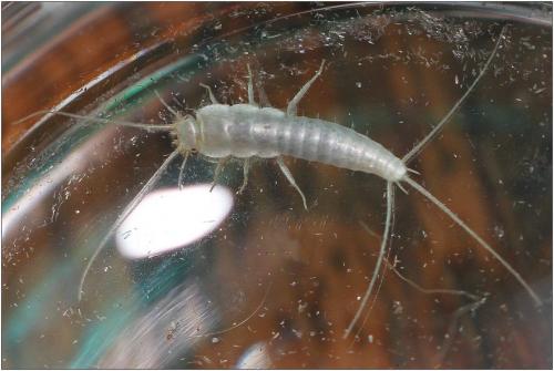Ctenolepisma sp.