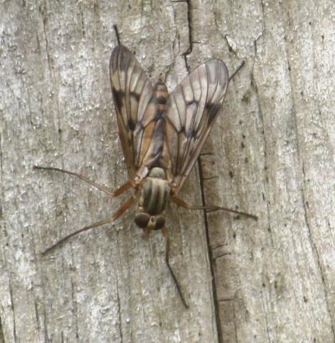 Réf. 101 888 : Rhagio sp.