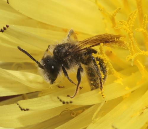 Andrena cinerea