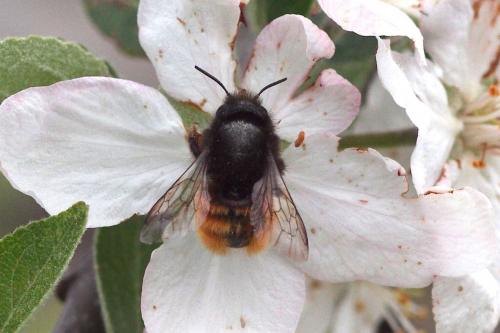 Osmia cornuta