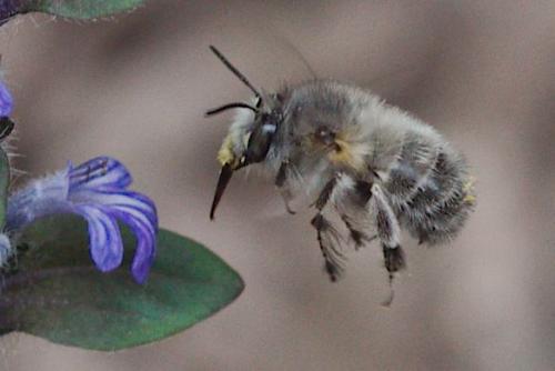 Anthophora plumipes