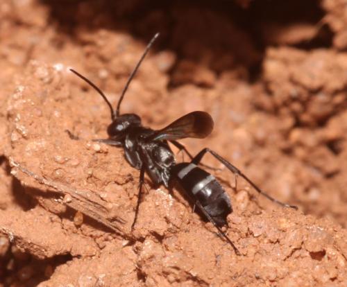 Réf. 101 934 : Microphadnus pumilus