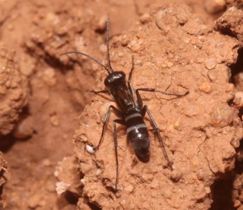 Réf. 101 935 : Microphadnus pumilus