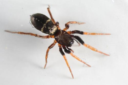 Micaria pulicaria