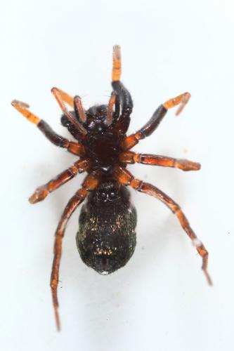 Micaria pulicaria